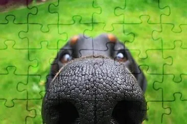 interessante jigsaw puzzle