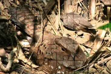 natural jigsaw puzzle