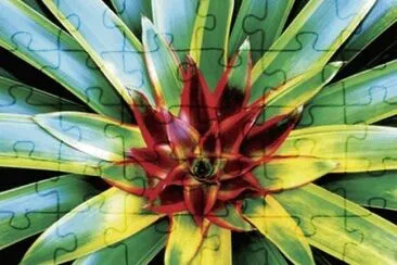 natural jigsaw puzzle