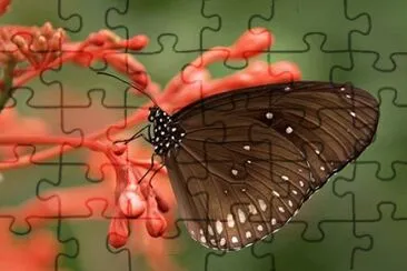 natural jigsaw puzzle