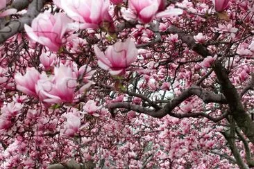 flores jigsaw puzzle