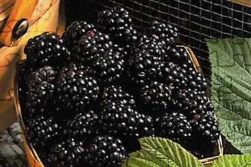 frutas