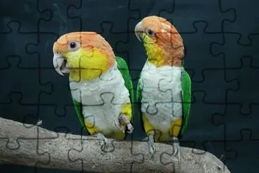 Pappagallo caicco ventrebianco jigsaw puzzle