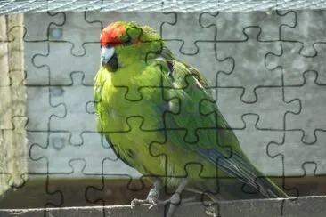 Kakariki fronterossa jigsaw puzzle