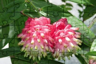 flores