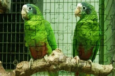 Amazzone di santo domingo jigsaw puzzle