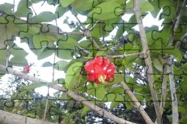 natural jigsaw puzzle