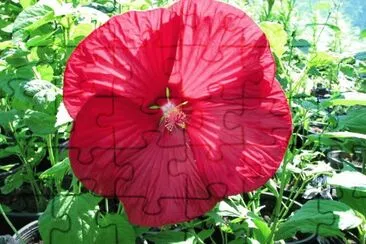 flores jigsaw puzzle