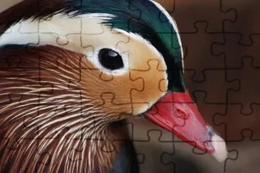 natureza jigsaw puzzle