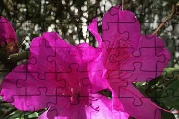 flores jigsaw puzzle