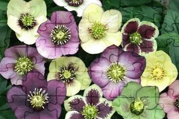 flores jigsaw puzzle