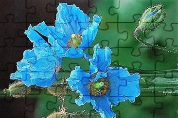 flores jigsaw puzzle