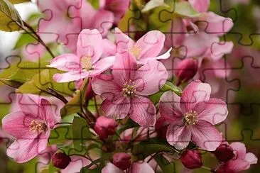 פאזל של flores