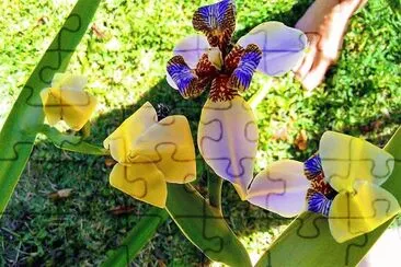 flores