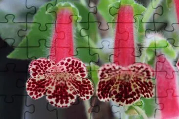 flores