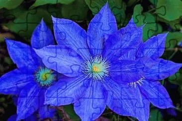 flores