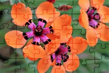 flores jigsaw puzzle