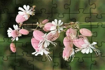 flores jigsaw puzzle