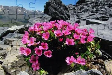 flores jigsaw puzzle