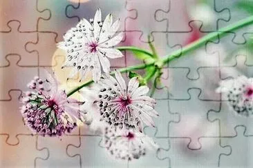 flores jigsaw puzzle