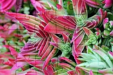 flores jigsaw puzzle
