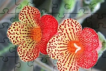 flores jigsaw puzzle