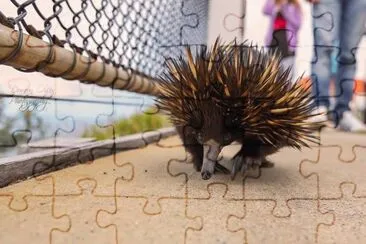 natural jigsaw puzzle