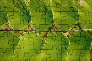 arte jigsaw puzzle