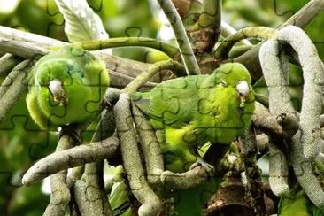 natural jigsaw puzzle