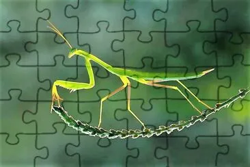 natural jigsaw puzzle