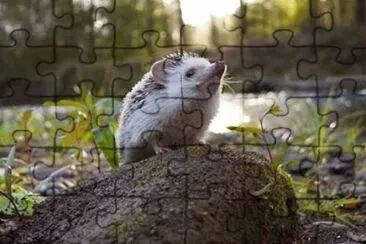 natural jigsaw puzzle
