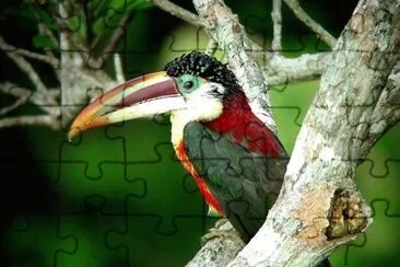 natural jigsaw puzzle