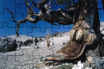 natural jigsaw puzzle