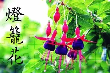 ç‡ˆç± èŠ± jigsaw puzzle