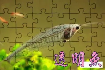 é€æ˜Žé­š jigsaw puzzle