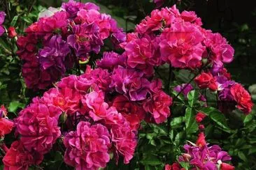 flores jigsaw puzzle