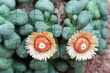 flores jigsaw puzzle