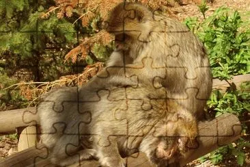 affenberg kintzheim jigsaw puzzle