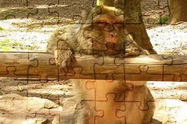 affenberg kintzheim jigsaw puzzle