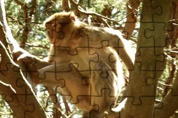 affenberg kintzheim jigsaw puzzle