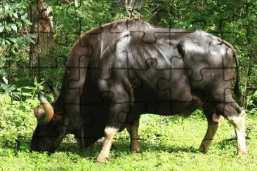 Bos gaur jigsaw puzzle
