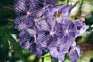 flores jigsaw puzzle