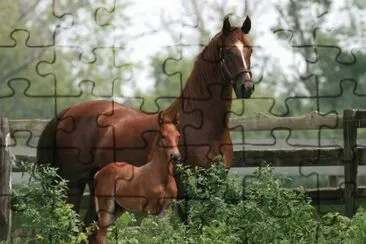 mare and foal