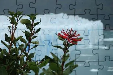 פאזל של flores