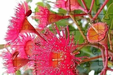 flores jigsaw puzzle
