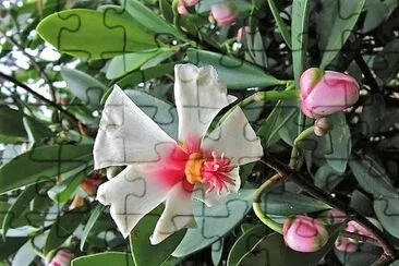flores jigsaw puzzle