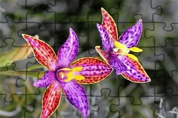 פאזל של flores