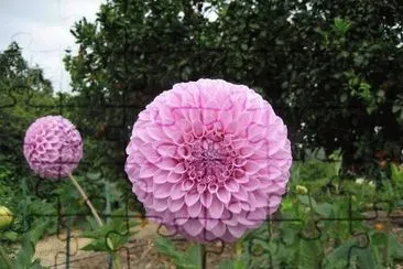 flores jigsaw puzzle