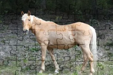 Caballo