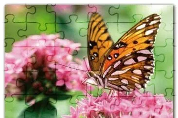 BORBOLETA